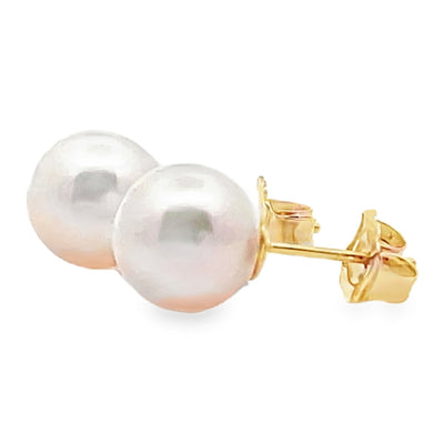 14K Yellow Gold 8.0mm Akoya Pearl Stud Earrings with Pushbacks